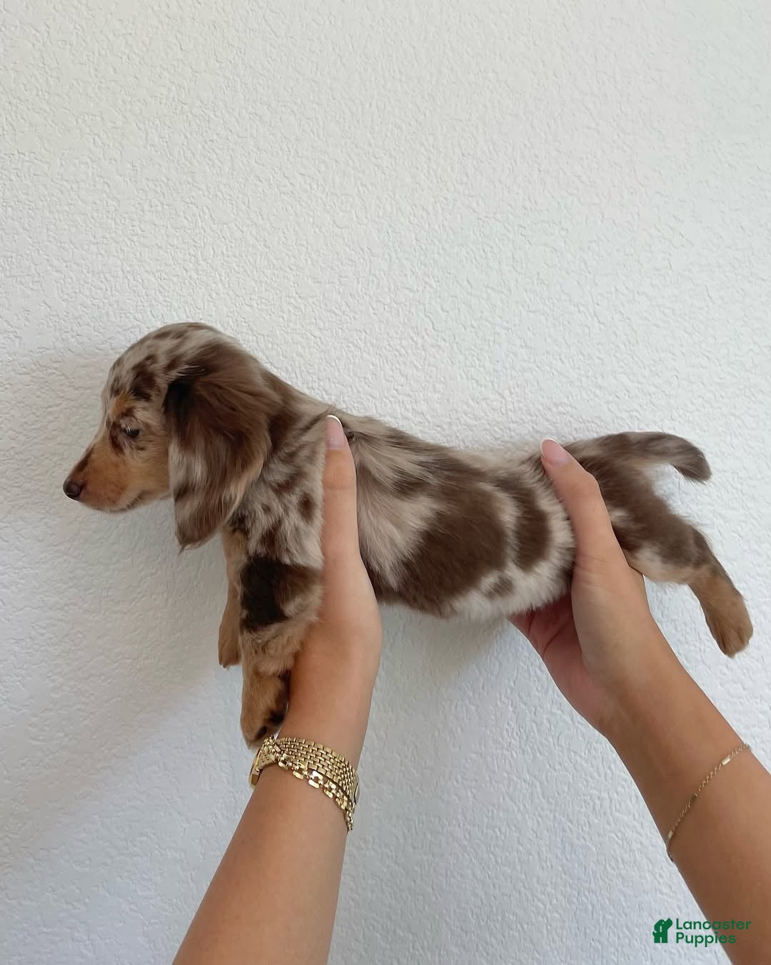 Miniature Dachshund dogs Miniature Dachshund Puppy 3 - Ad 22