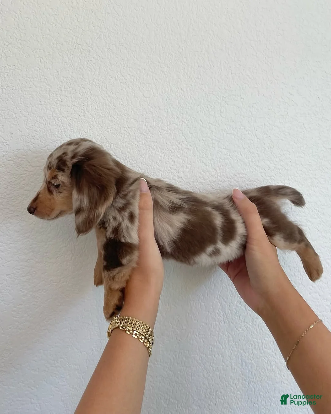 Miniature Dachshund dogs for sale: Miniature Dachshund Puppy 3 - Ad 1