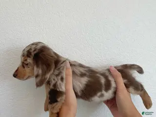 Miniature Dachshund dogs Miniature Dachshund Puppy 3 - Ad 12