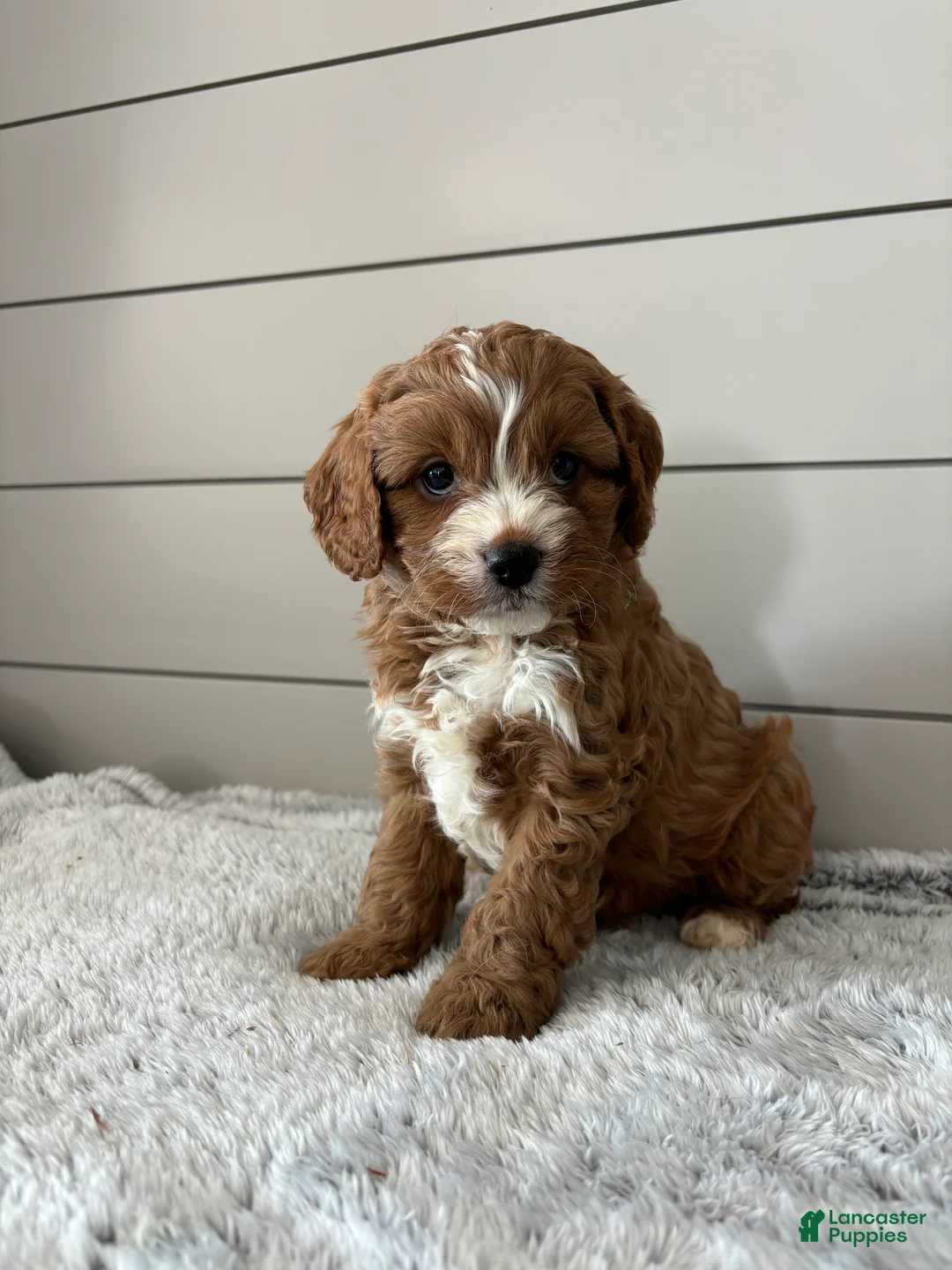 Cavapoo dogs for sale: Sky - Ad 6