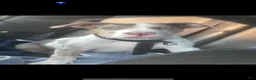 American Bully dogs for stud: Zions 1st litter - Ad 5