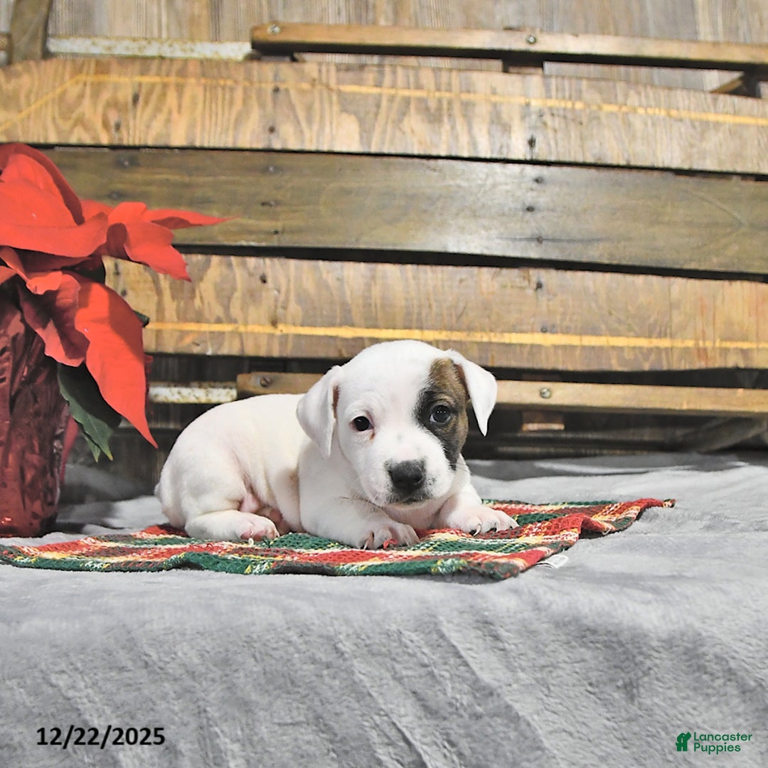 Jack Russell Terrier dogs for sale: Twila - Ad 3