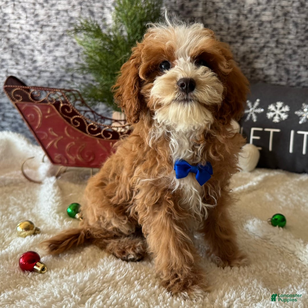 Cavapoo dogs for sale: Ned - Ad 1
