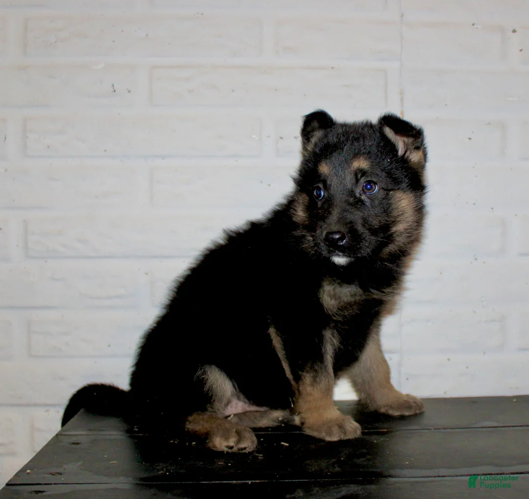 German Shepherd dogs for sale: Macy  - Ad 4