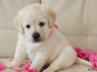Labrador Retriever dogs Willow - Ad 1