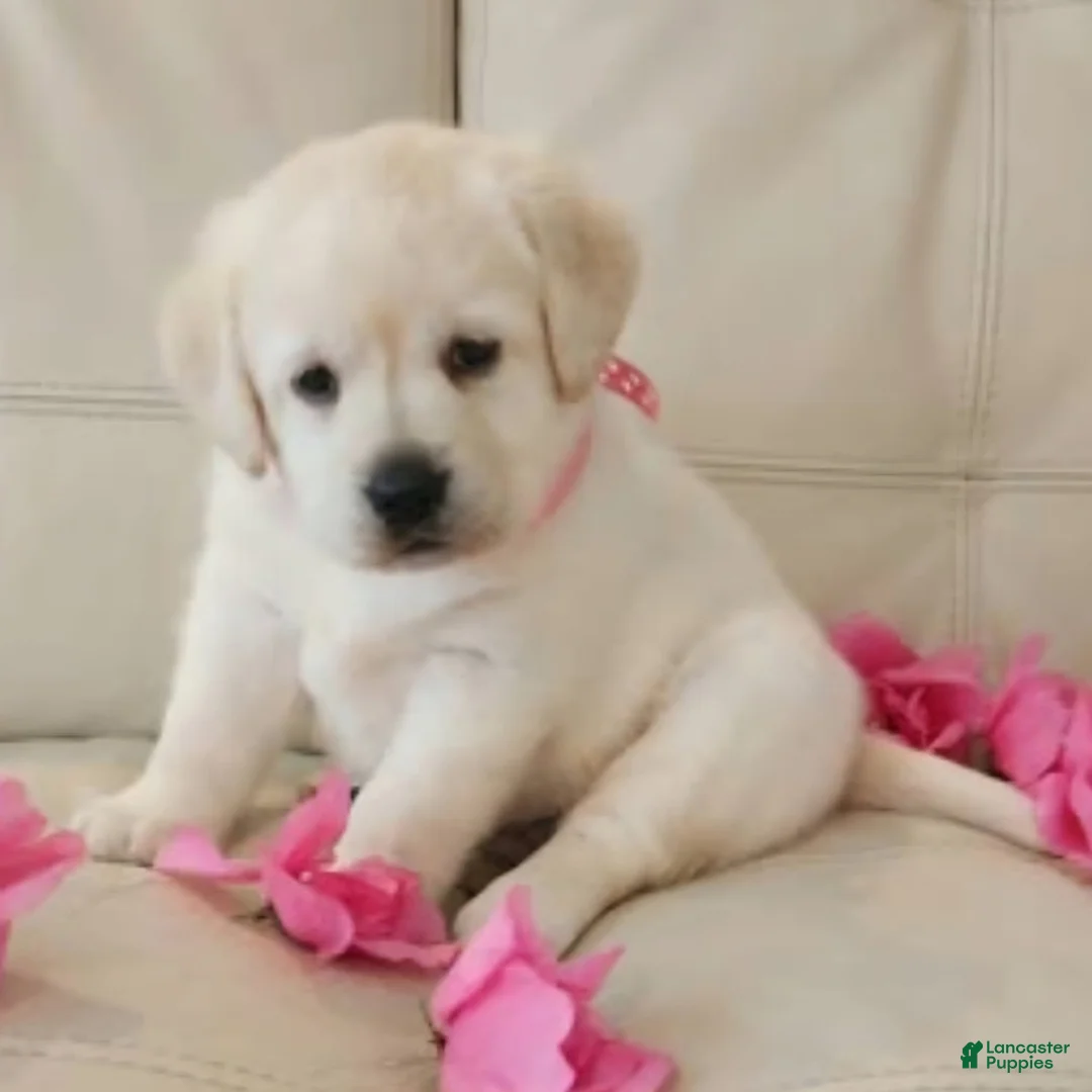 Labrador Retriever dogs for sale: Willow  - Ad 1