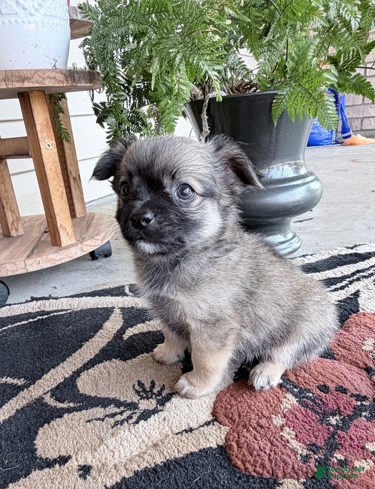 Chihuahua dogs Lance - Ad 1