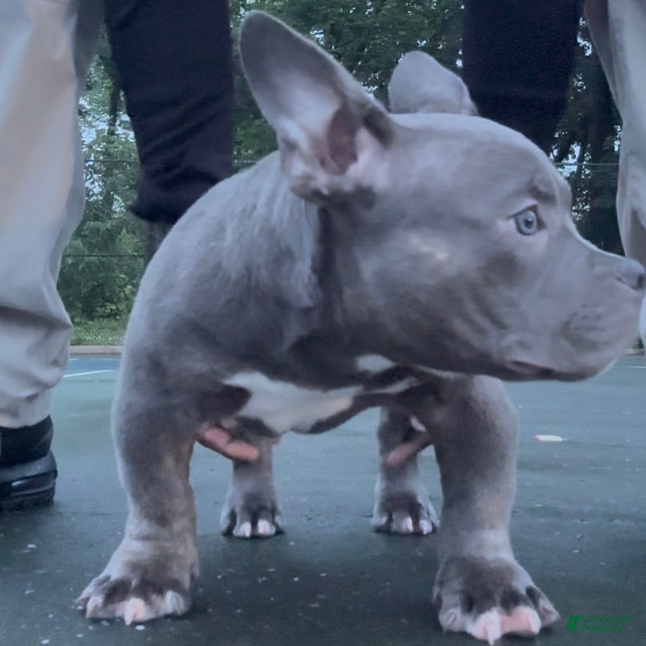 American Bully dogs Little Bill - Ad 2