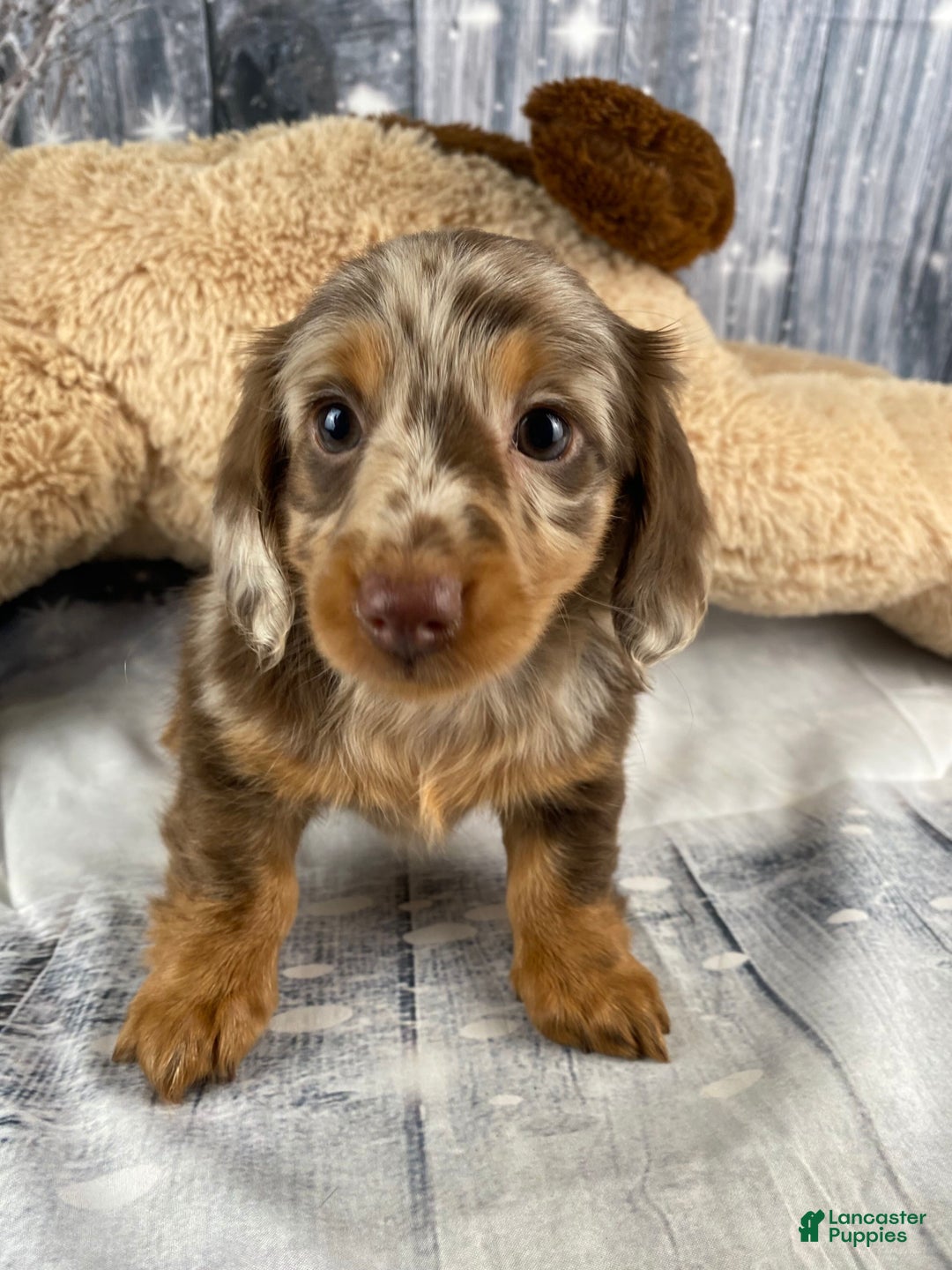 Miniature Dachshund dogs for sale: Raven - Ad 1