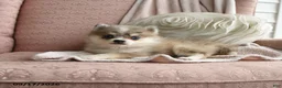Pomsky dogs for sale: Bailey - Ad 4