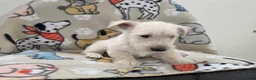 Scottish Terrier dogs for sale: Vivian - Ad 4