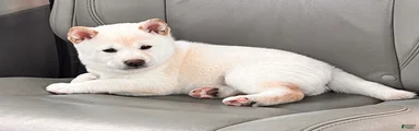 Stella