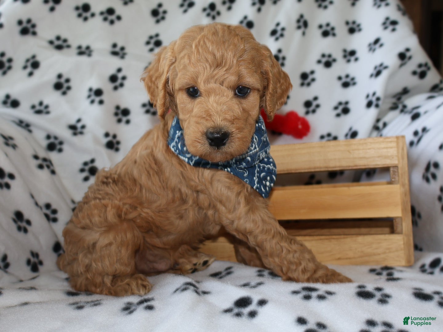 Mini Goldendoodle dogs for sale: Billy boy - Ad 3