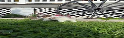 Mini Goldendoodle dogs for sale: Cal - Ad 3