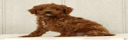 Cavapoo dogs for sale: Benji - Ad 3