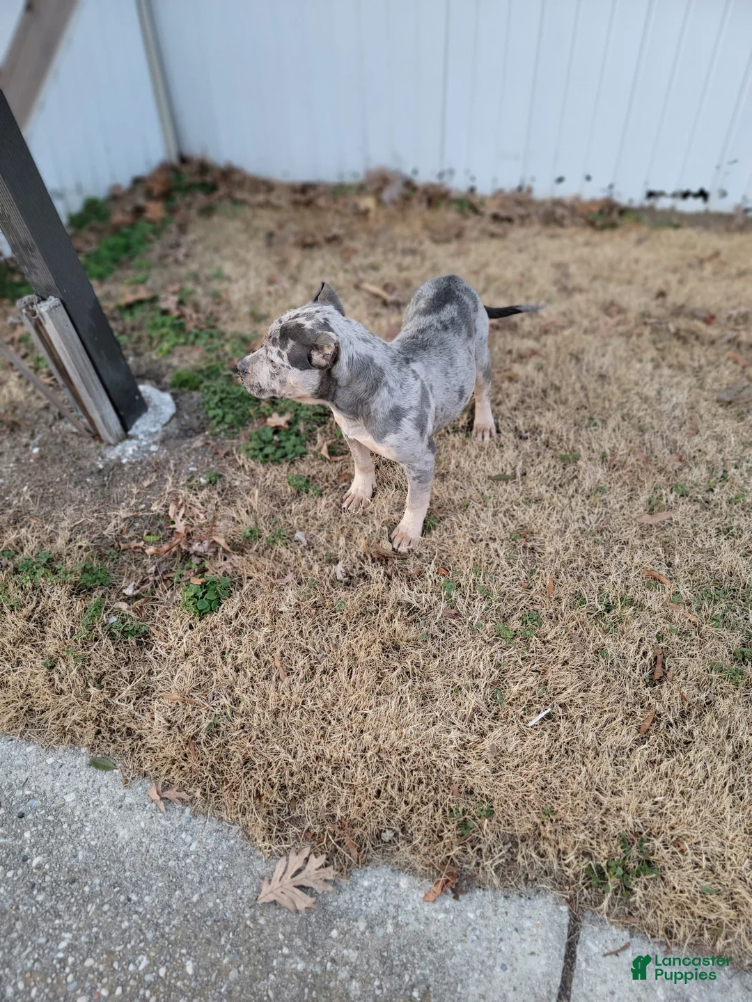 American Bully dogs for sale: Amiri - Ad 24