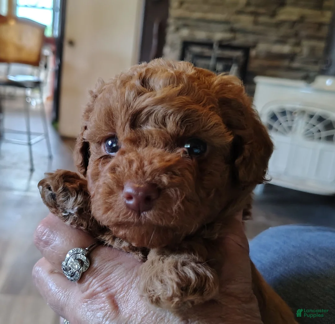 Toy Poodle dogs for sale: Snuggles Toy Poodle 1 - Ad 2