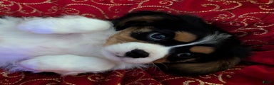 Cavalier King Charles Spaniel Puppy 2