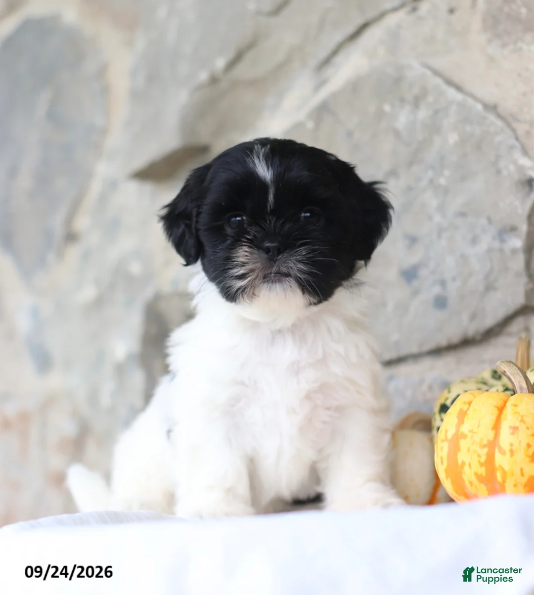 Shih Tzu dogs for sale: Patsy - Ad 2