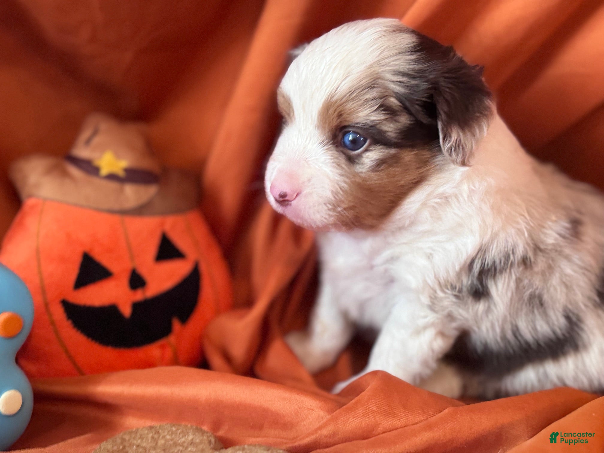 Miniature Australian Shepherd dogs Reacher - Ad 2