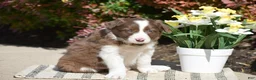 Border Collie dogs for sale: Dustin - Ad 7