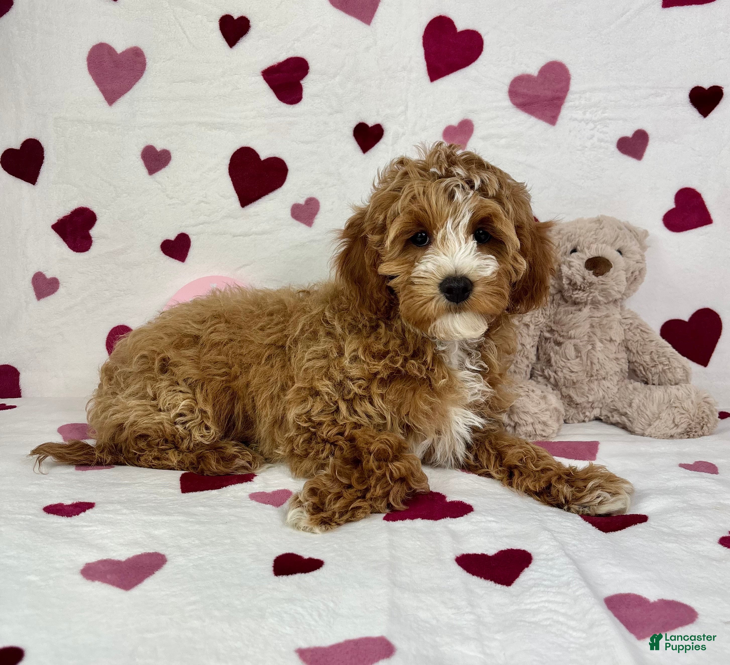 Cavapoo dogs Cavapoo Puppy 1 - Ad 29