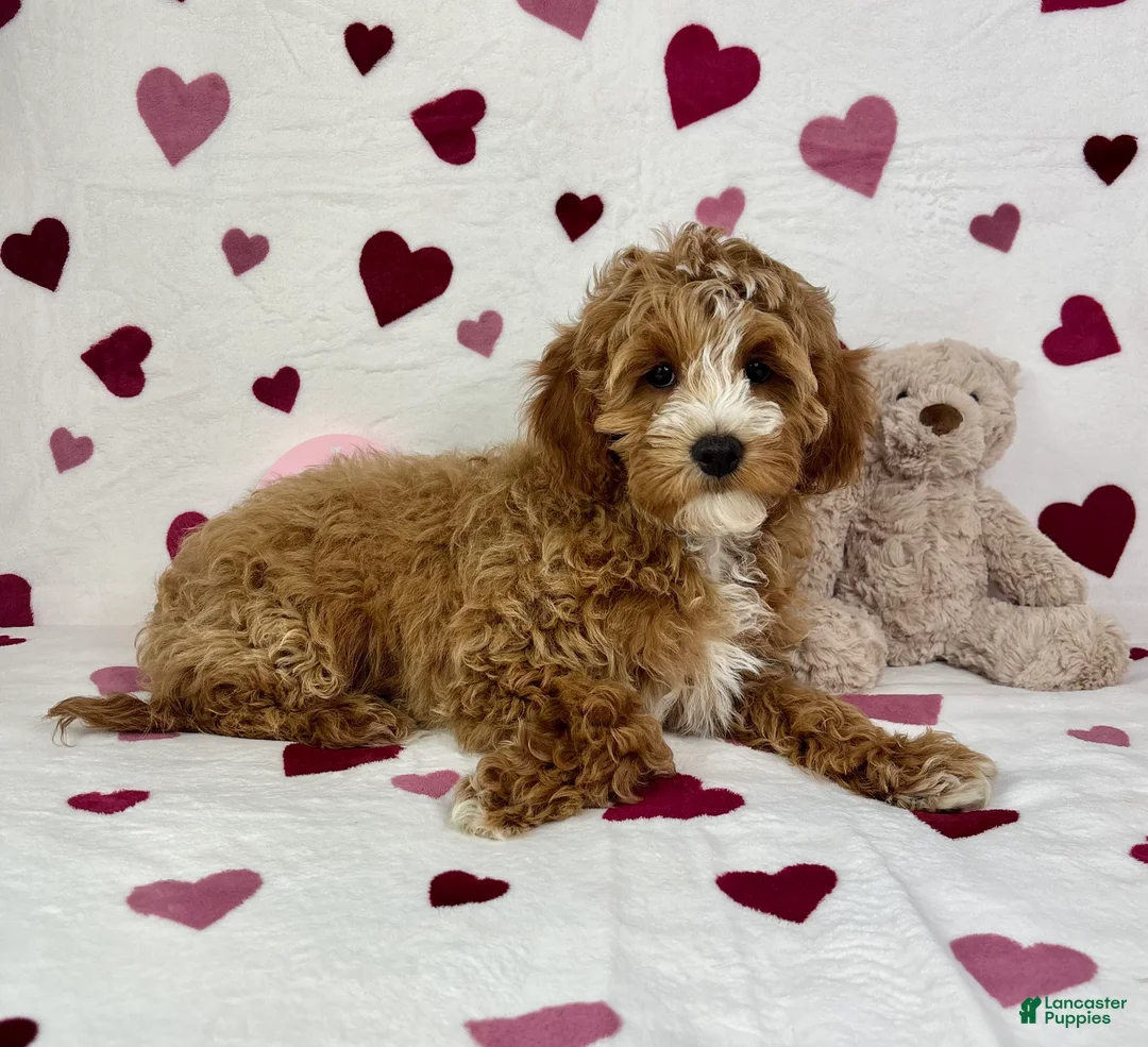 Cavapoo dogs for sale: Cavapoo Puppy 1 - Ad 1