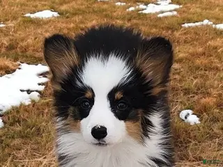 Welsh Corgi Pembroke dogs Bambi fluffy tri - Ad 5