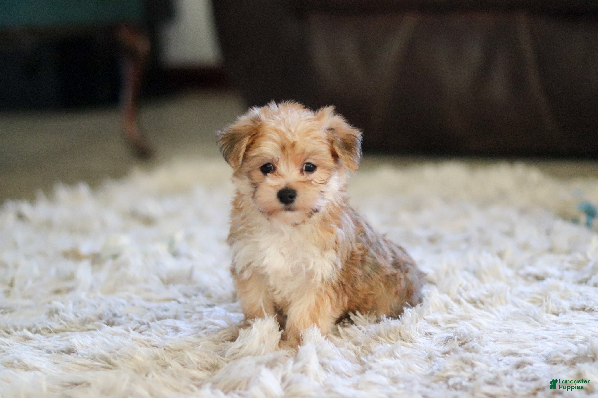 Charlie (Morkie, Male) in Township of Bucks, OH