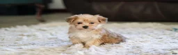 Morkie dogs for sale: Charlie - Ad 1