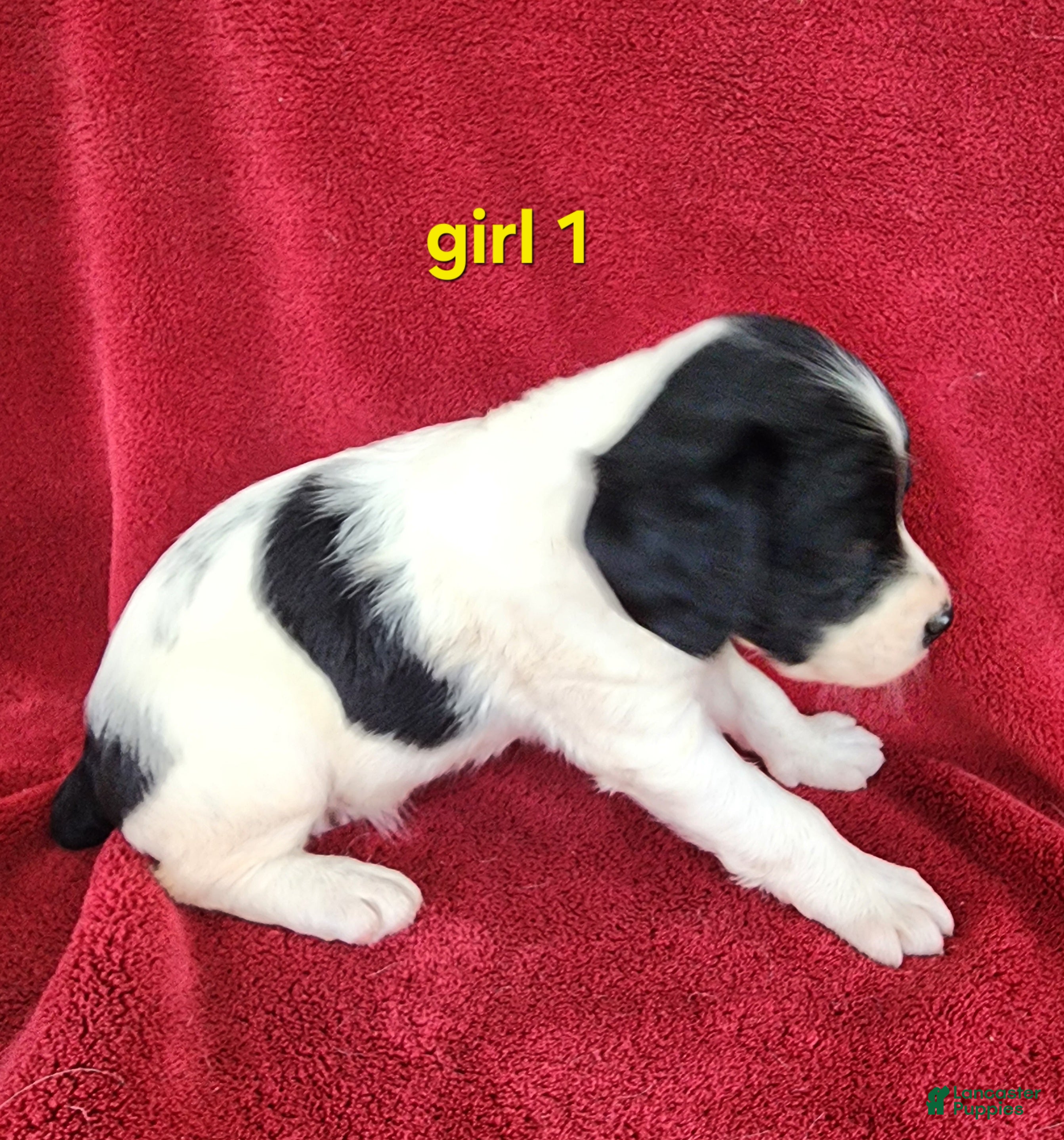 Brittany Spaniel dogs French Brittany girl 1 - Ad 2