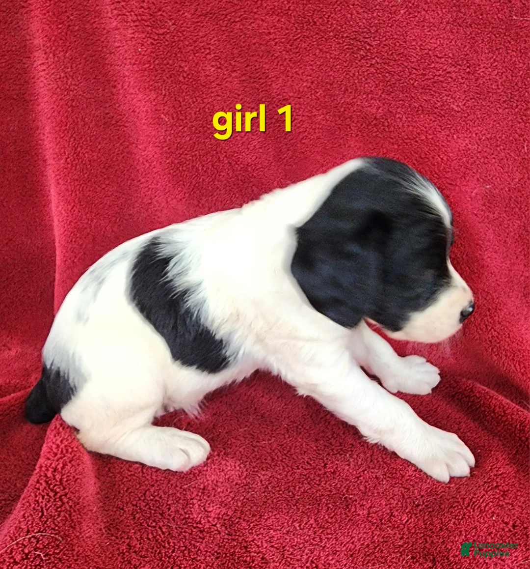 Brittany Spaniel dogs for sale: French Brittany girl 1 - Ad 2