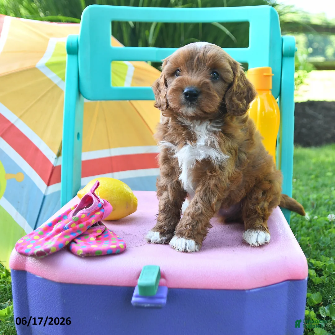 Cavapoo dogs for sale: Caramel - Ad 1