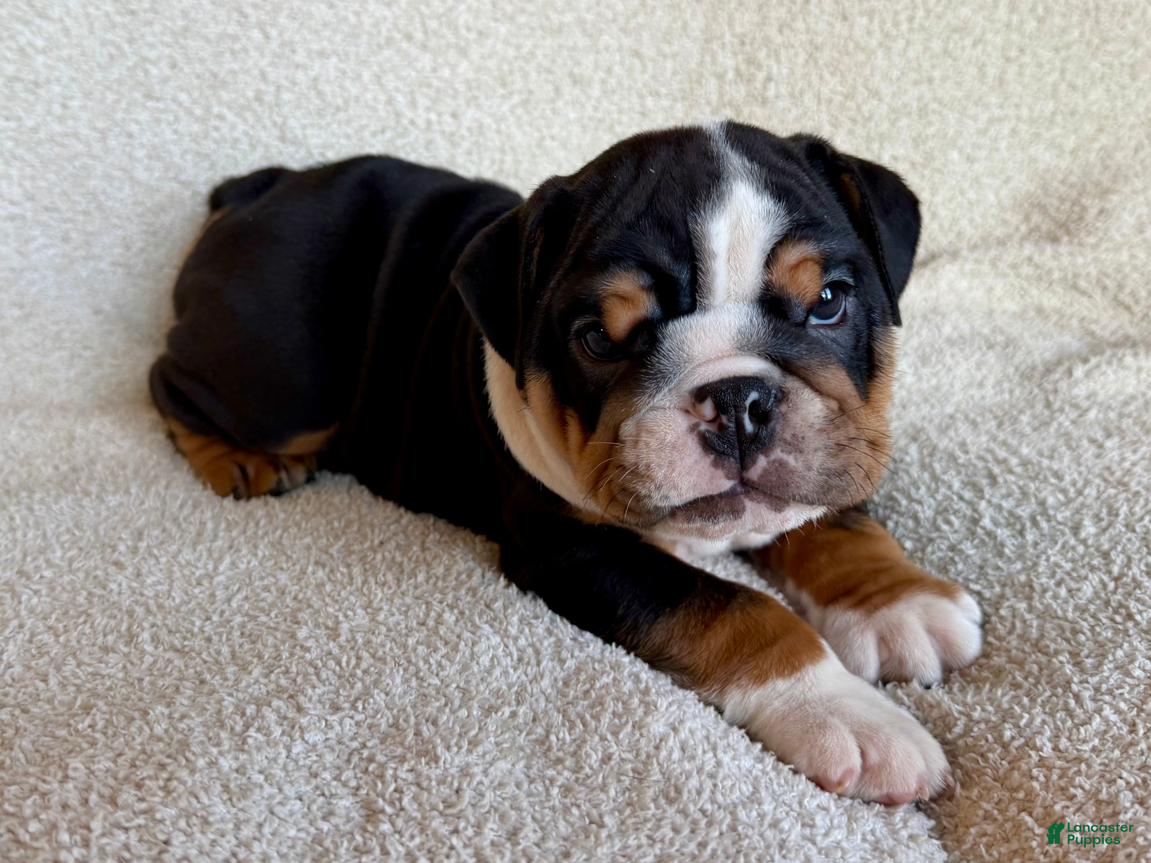 English Bulldog dogs Oscar - Ad 2