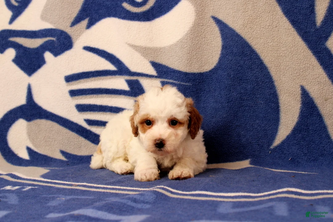 Toy Poodle dogs for sale: Fisher - Ad 1