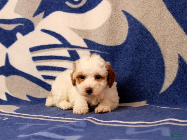 Toy Poodle dogs Fisher - Ad 1