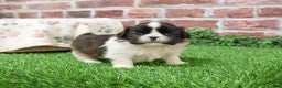 Shih Tzu dogs for sale: Aztec - Ad 2