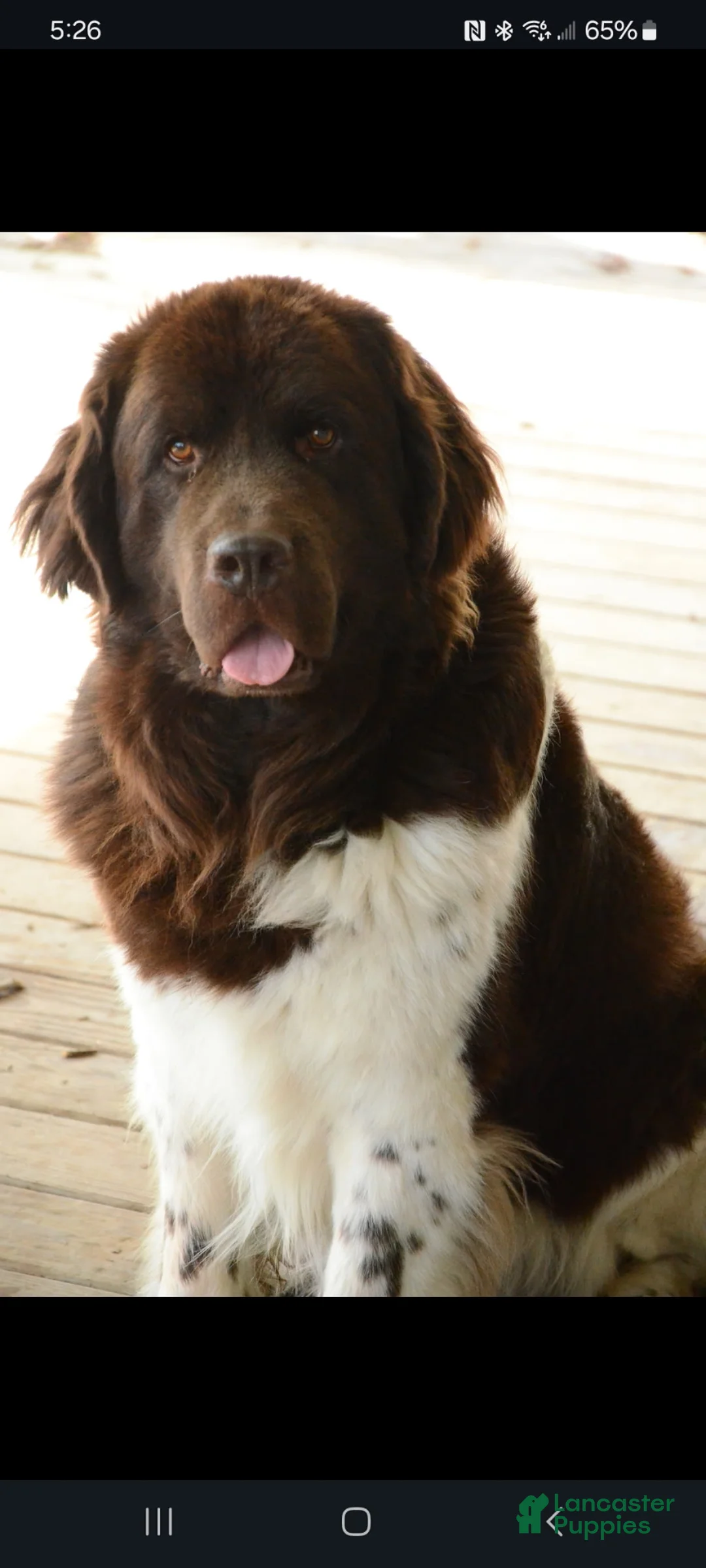 Newfoundland dogs for sale: Newfoundland 1 - Ad 9