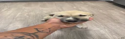 Mixed Breed dogs for sale: Mixed Breed 1 - Ad 2
