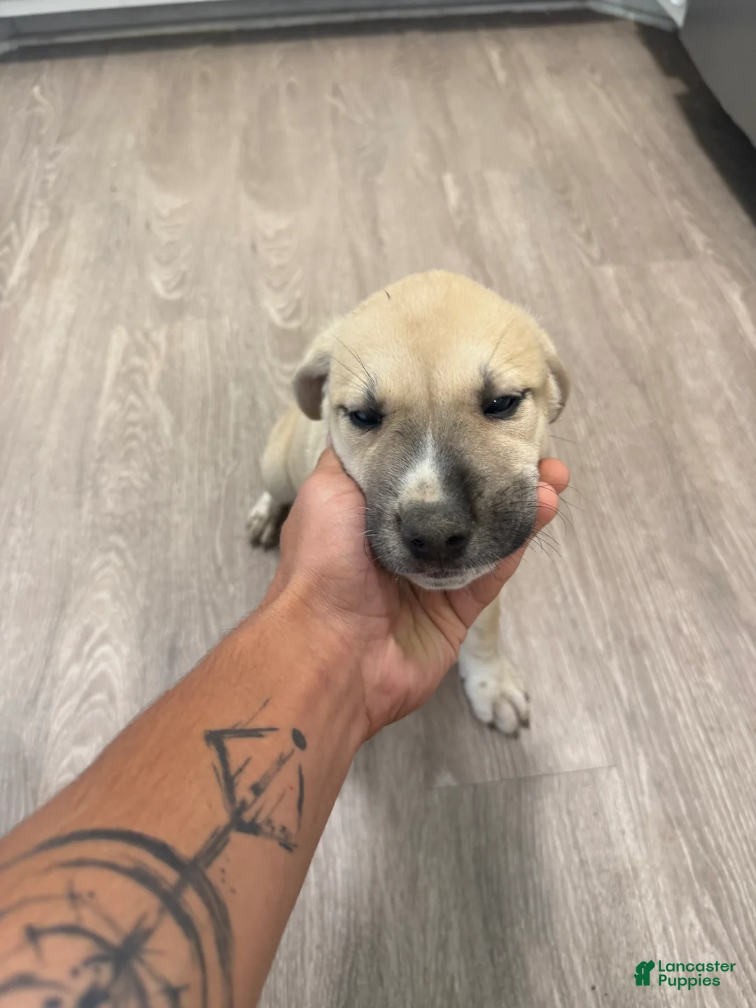 Mixed Breed dogs for sale: Mixed Breed 1 - Ad 2