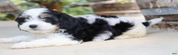 Cavapoo dogs for sale: Andouille - Ad 15