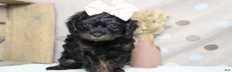 Toy Poodle dogs for sale: Pandora  - Ad 3