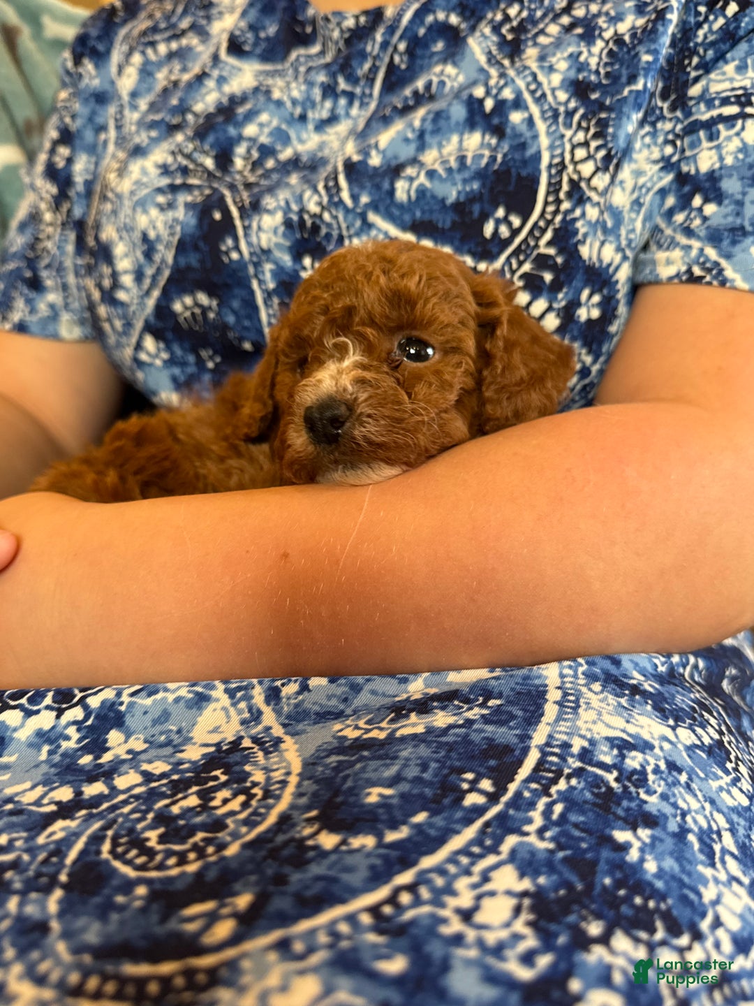 Mini Goldendoodle dogs for sale: Hailey  - Ad 3