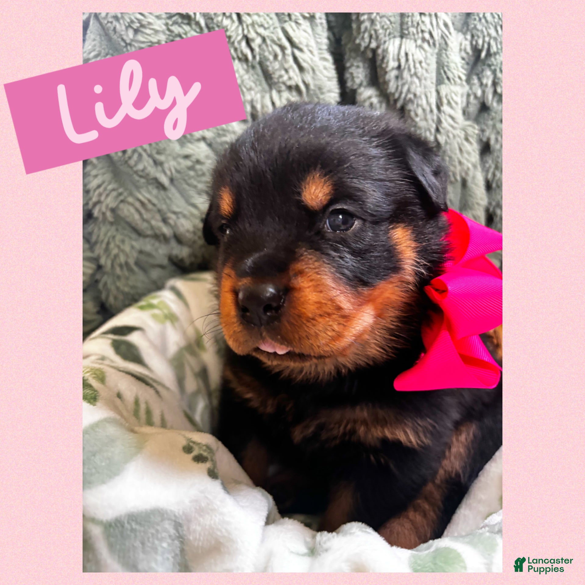 Rottweiler dogs Rottweiler Puppy 6 - Ad 6