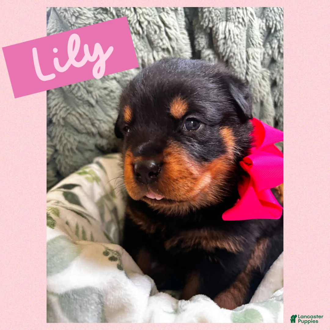 Rottweiler dogs for sale: Rottweiler Puppy 6 - Ad 1