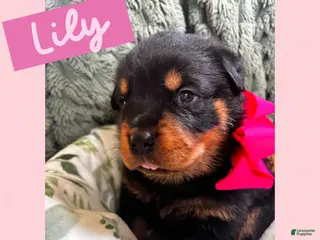 Rottweiler dogs Rottweiler Puppy 6 - Ad 6