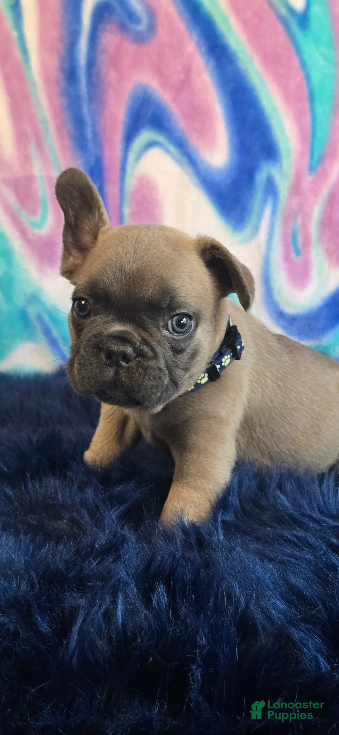 French Bulldog dogs for sale: Peter - Ad 1