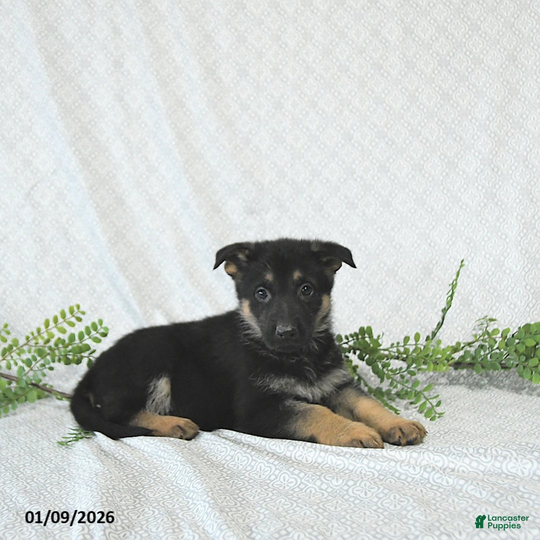 German Shepherd dogs for sale: Lady - Ad 4