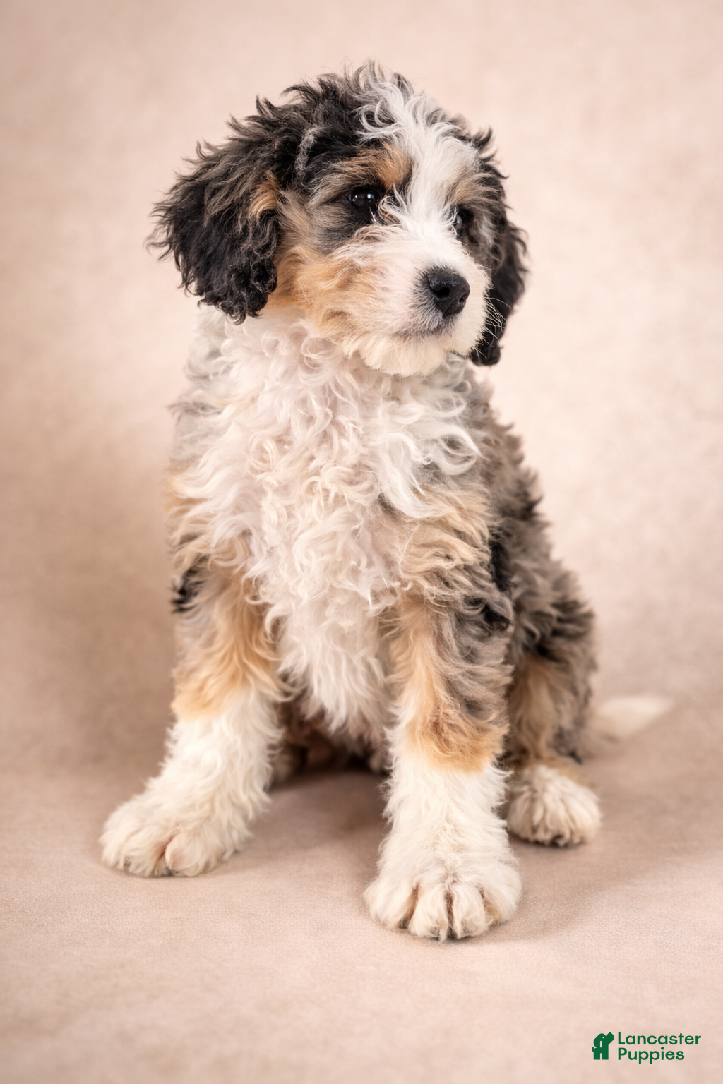 Mini Bernedoodle dogs Bernadette - Ad 19