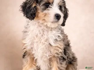 Mini Bernedoodle dogs Bernadette - Ad 19